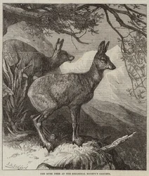 Het Muskushert in de Tuinen van de Zoological Society